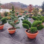 Borievka viržínska (Juniperus virginiana) ´GREY OWL´ - výška 120-140 cm, kont. C40L - BONSAJ - DECO MISA